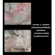 Mie Ye Song of the Mermaid Light Colour JSK and Sets(Limited Reservation/2 Colours/Full Payment Without Shipping)
